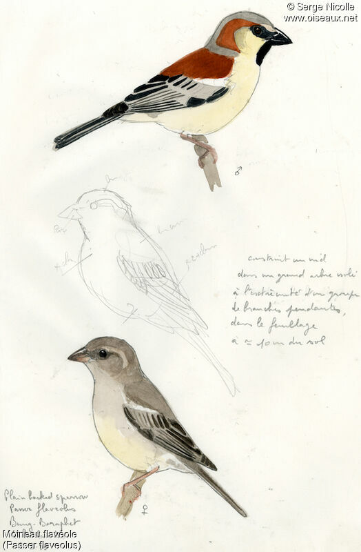Plain-backed Sparrow male, identification