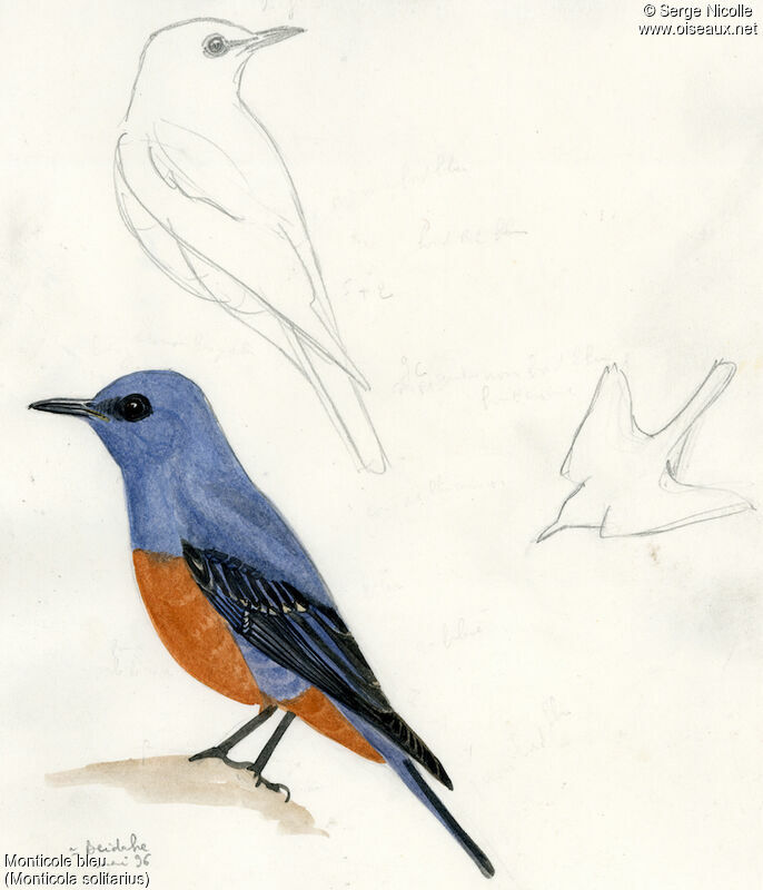 Monticole bleu mâle, identification