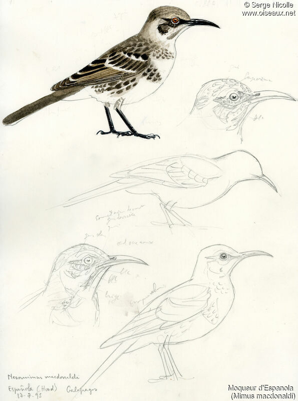 Espanola Mockingbird, identification