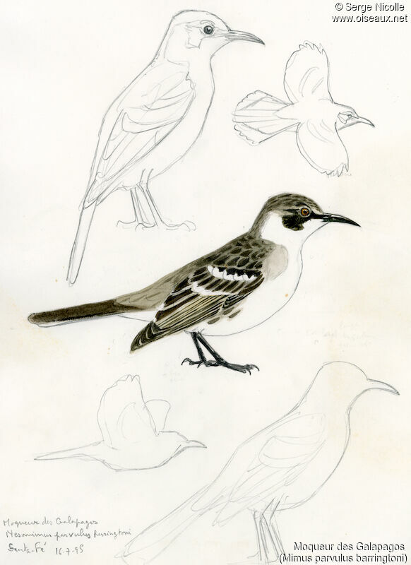 Galapagos Mockingbird, identification