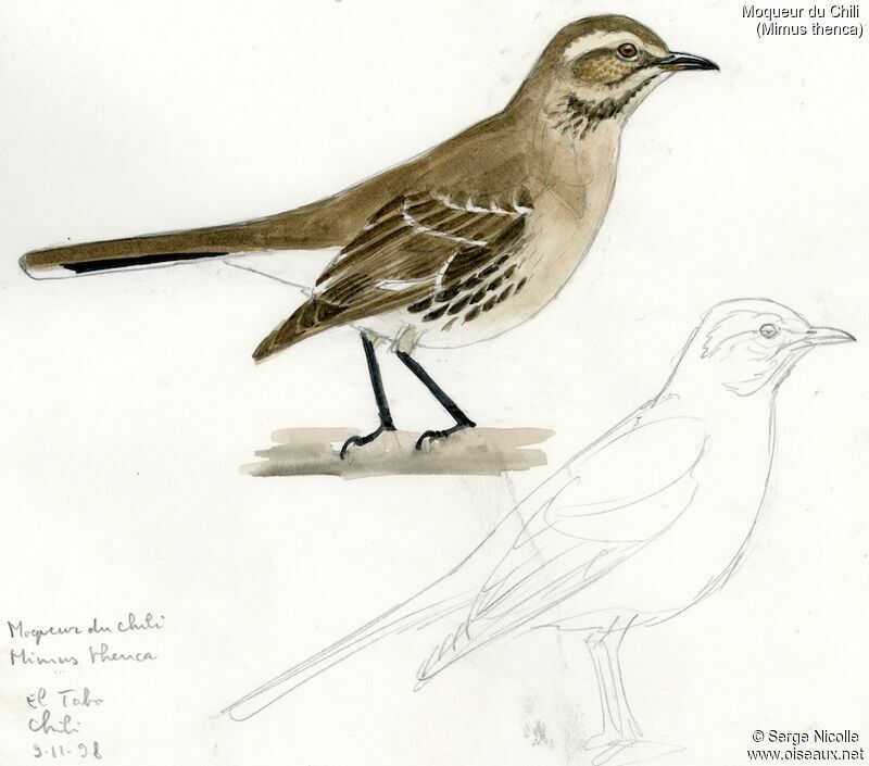 Chilean Mockingbird, identification