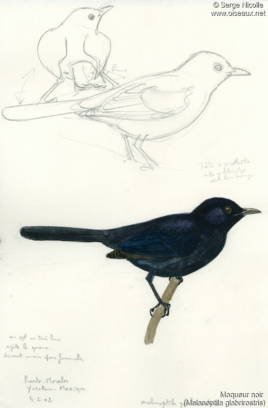 Black Catbird, identification