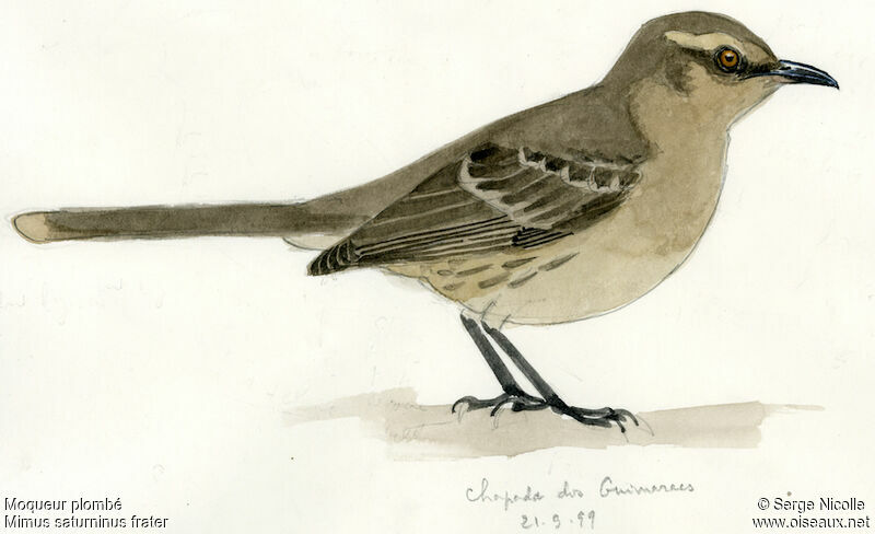 Chalk-browed Mockingbird, identification