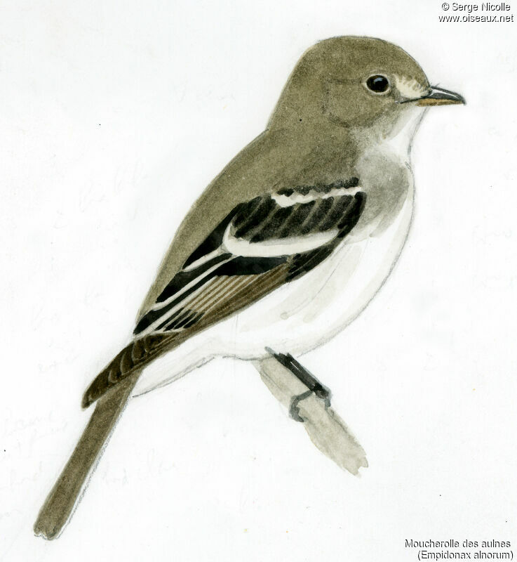 Alder Flycatcher, identification