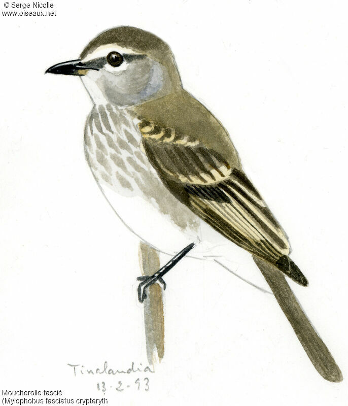 Bran-colored Flycatcher, identification