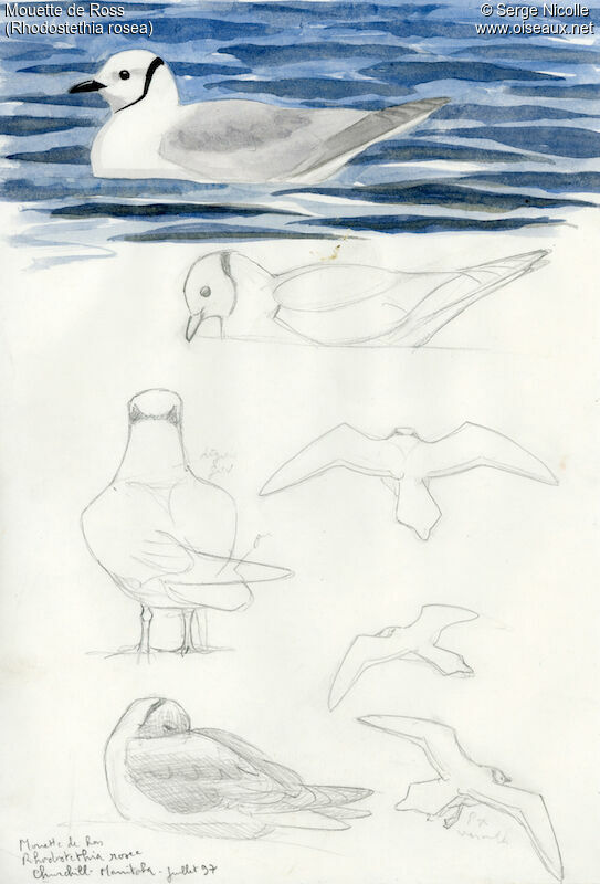 Ross's Gull, identification
