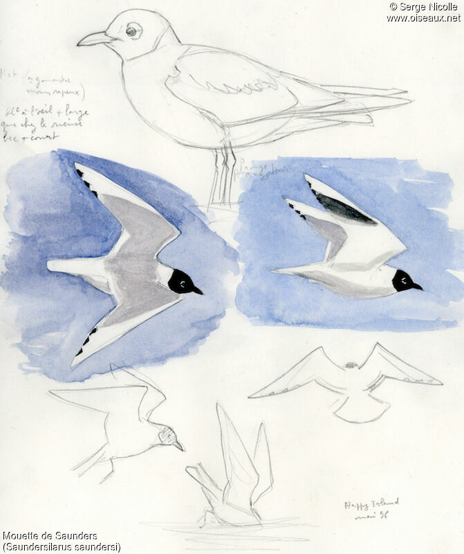 Saunders's Gull, identification