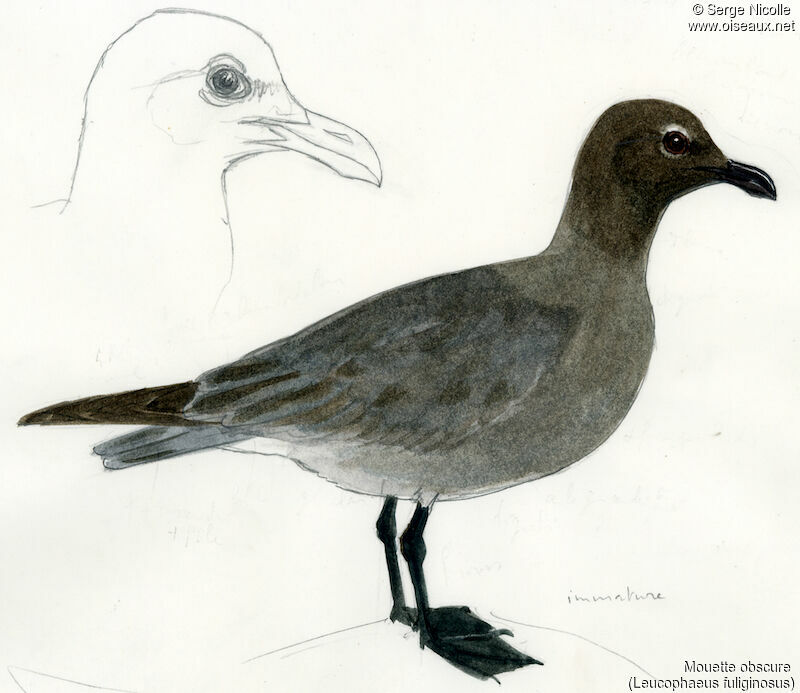 Lava Gull, identification