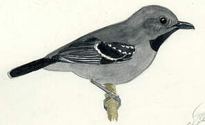 Band-tailed Antwren