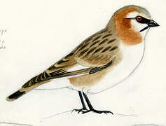 Rufous-necked Snowfinch