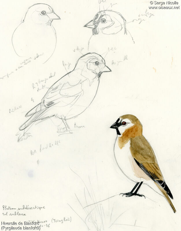 Blanford's Snowfinch, identification