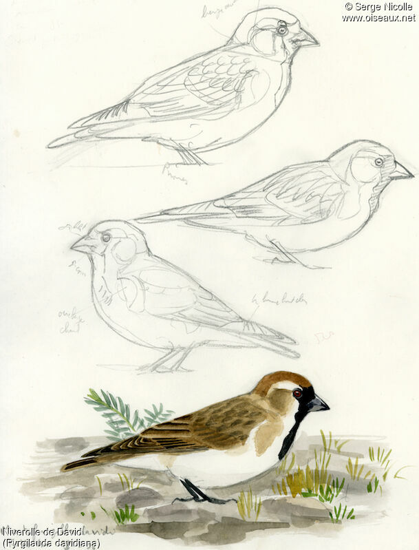 Pere David's Snowfinch, identification