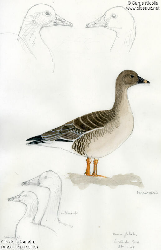 Tundra Bean Goose, identification