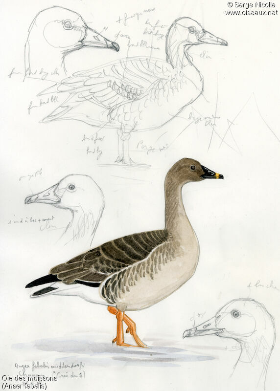Taiga Bean Goose, identification