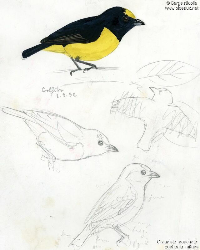 Spot-crowned Euphonia, identification