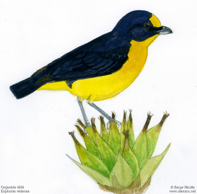 Violaceous Euphonia male, identification