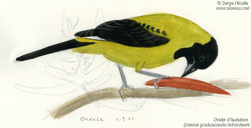 Audubon's Oriole, identification