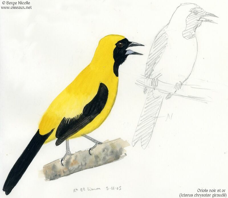 Yellow-backed Oriole, identification