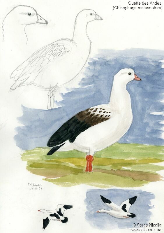 Andean Goose, identification