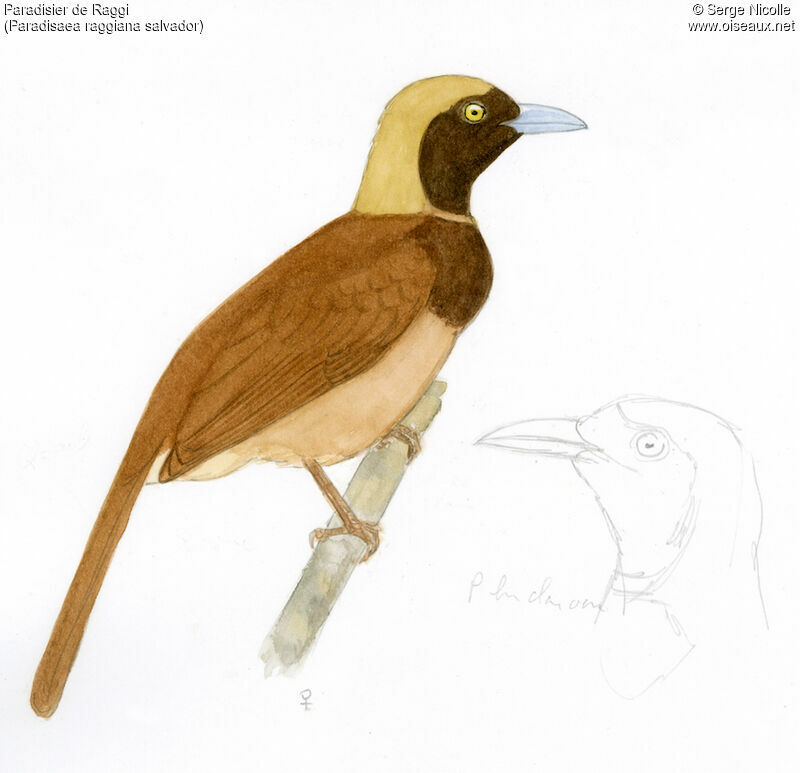 Raggiana Bird-of-paradise female, identification