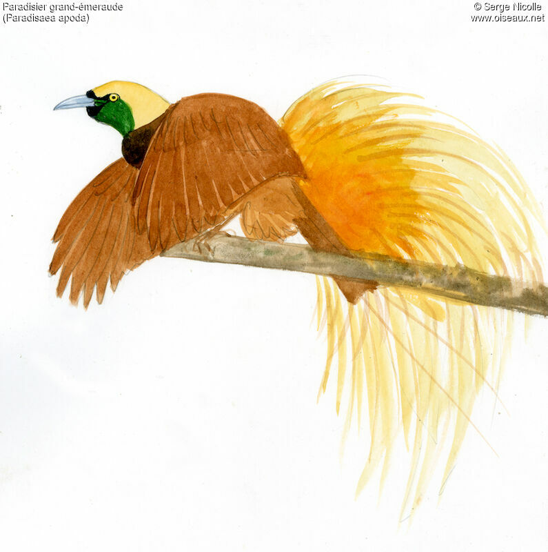 Greater Bird-of-paradise male, identification