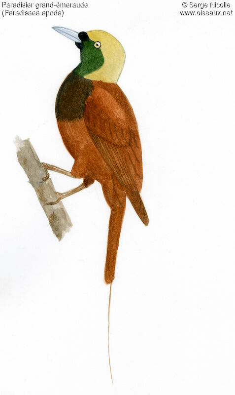 Paradisier grand-émeraude mâle immature, identification