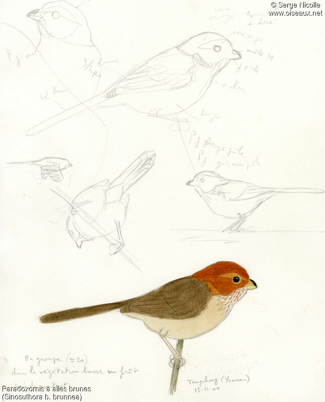 Brown-winged Parrotbill, identification