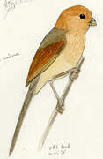 Vinous-throated Parrotbill
