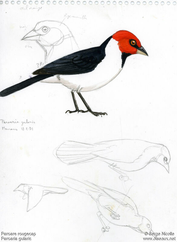 Red-capped Cardinal, identification