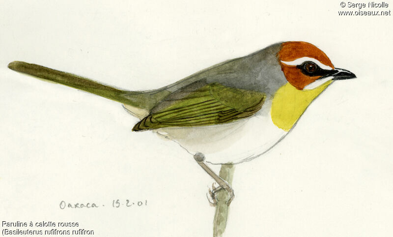 Rufous-capped Warbler, identification