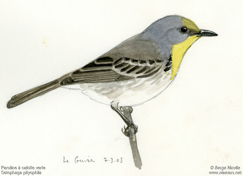 Olive-capped Warbler, identification