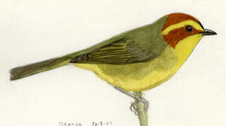Golden-browed Warbler