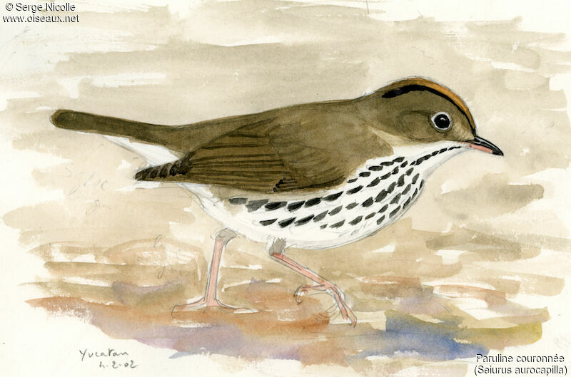 Ovenbird, identification