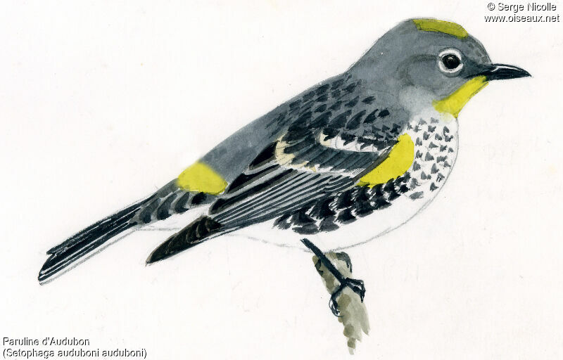 Audubon's Warbler, identification