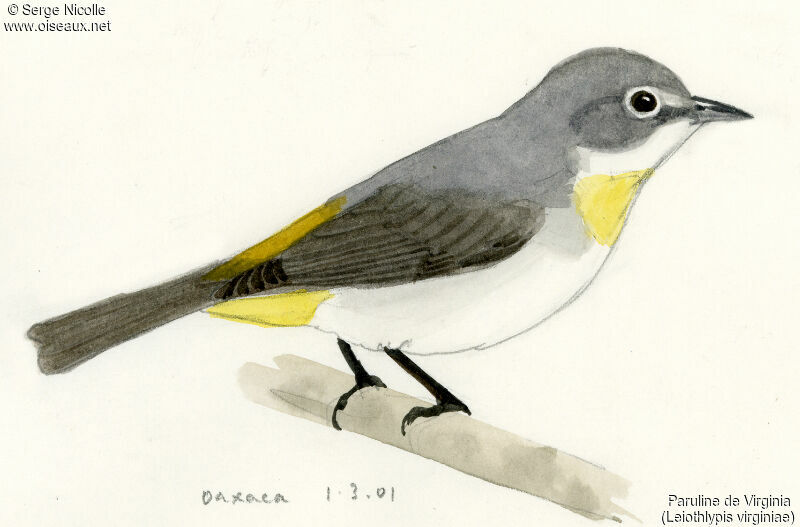 Virginia's Warbler, identification