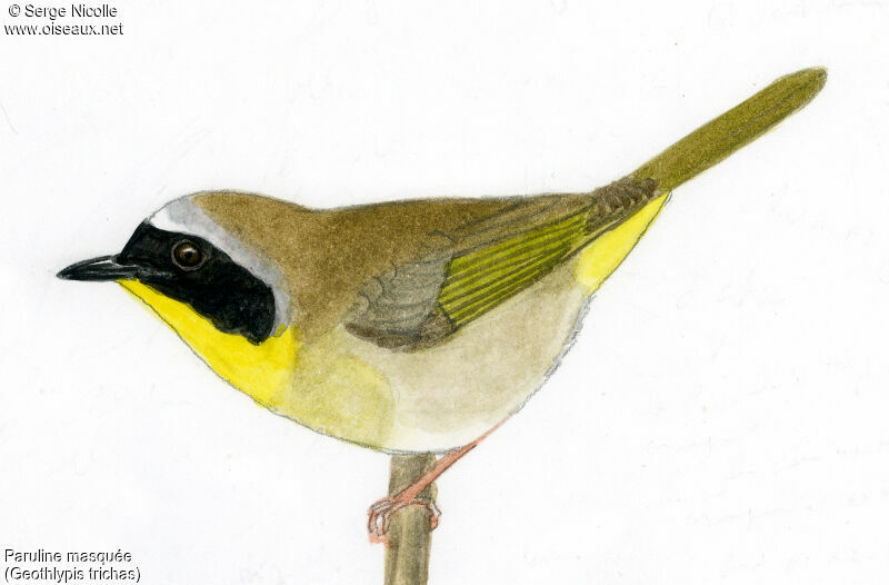 Common Yellowthroat male, identification