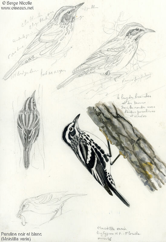 Black-and-white Warbler, identification