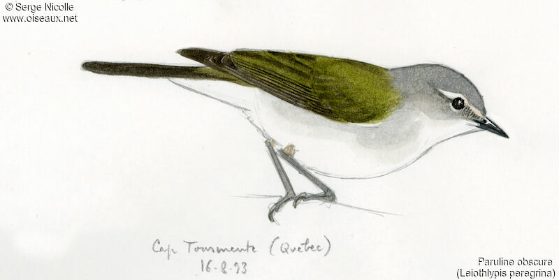 Tennessee Warbler, identification