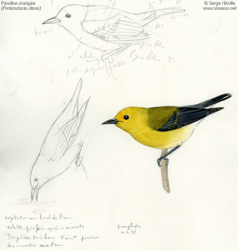 Prothonotary Warbler, identification