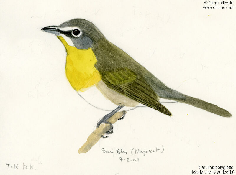 Yellow-breasted Chat, identification