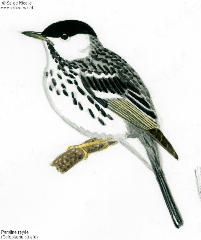Blackpoll Warbler male, identification
