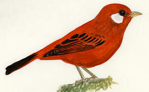 Red Warbler