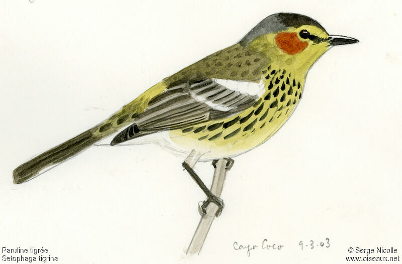 Cape May Warbler, identification