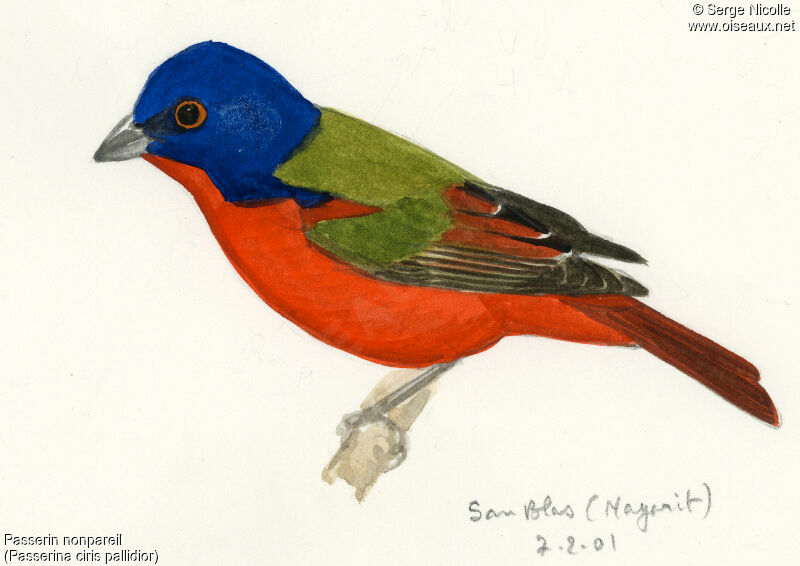 Painted Bunting, identification