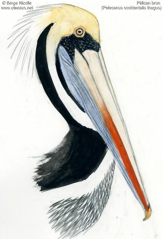 Brown Pelican, identification