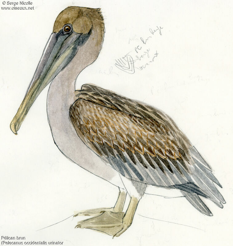 Brown Pelicanjuvenile, identification