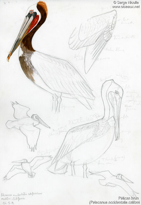 Pélican brun, identification