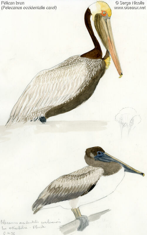Pélican brun, identification