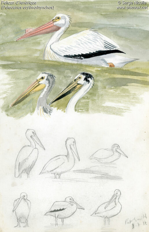 American White Pelican, identification