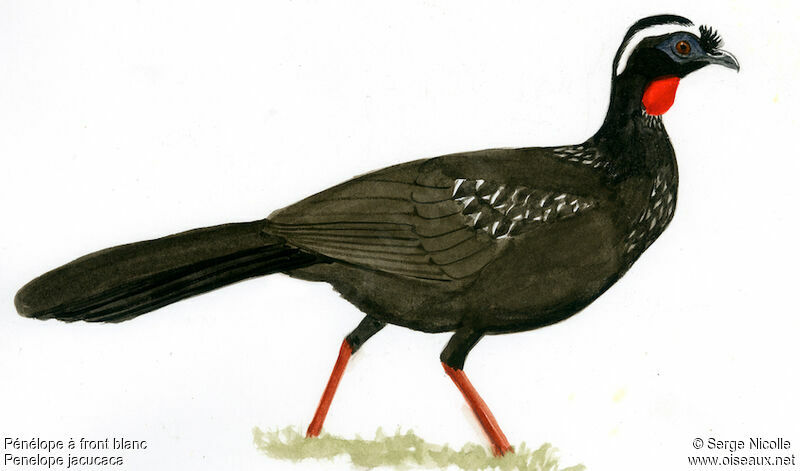 White-browed Guan, identification